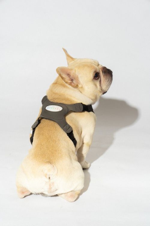 inupathy thiết bị theo dõi cảm xúc của chó inupathy thiết bị theo dõi cảm xúc của chó